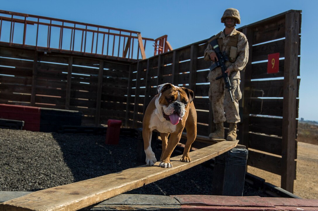 A dog walks on a beam as a Marine stands behind.