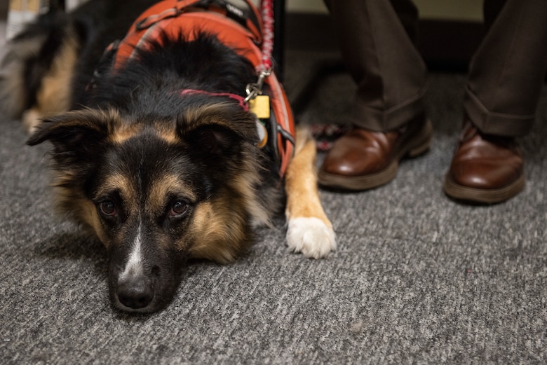 Bear, a licensed service and therapy dog, arrived at Kunsan Air Base, Republic of Korea, in August 2019, with his owner, Jim Hess. Hess, Kunsan AB’s Military and Family Life Counselor, is a licensed marriage and family therapist. Kunsan is Hess’s and Bear’s fourth assignment, working with military service members and their families for two years. (U.S. Air Force photo by Staff Sgt. Mackenzie Mendez)