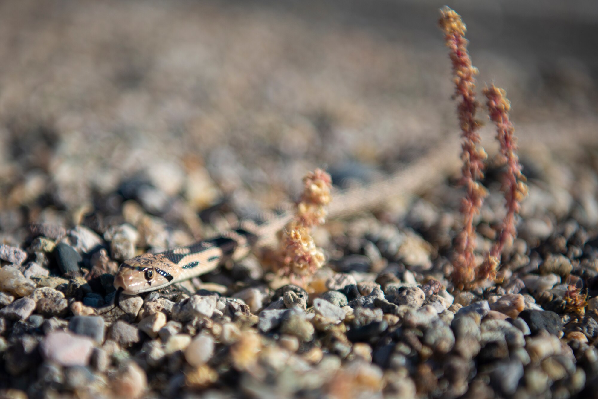 A gopher snake slithers through gravel on the Nellis Test and Training Range, Nevada, Oct. 17, 2019. Adult gopher snakes can reach up to about six feet long. (U.S. Air Force photo by Staff. Sgt. Tabatha McCarthy)