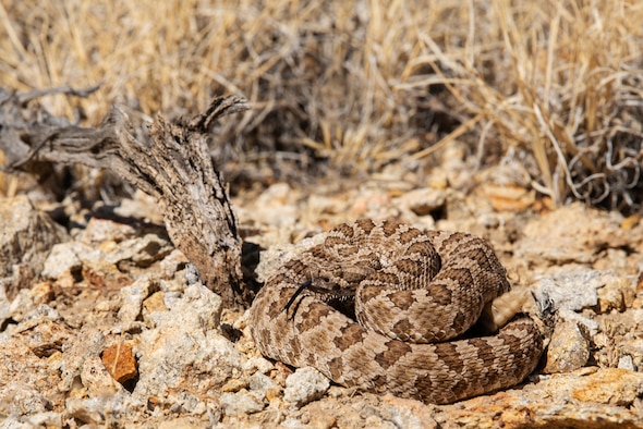 An adult Great Basin Rattlesnake coils in the rocks on a hillside at the Nellis Test and Training Range, Nevada, Oct. 17, 2019. According to Colorado State University herpetologists, rattlesnake bites are often as a warning and rarely fatal. Their venom is used to subdue their prey, not used as a defense mechanism. (U.S. Air Force photo by Staff. Sgt. Tabatha McCarthy)