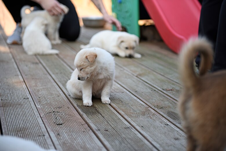 A puppy falls asleep during a volunteer event at Gunsan Dog Land, Gunsan, Republic of Korea, Oct. 20, 2019. The Gunsan Dog Land sanctuary is home to more than 600 animals who have been abandoned, lost, neglected or abused. (U.S. Air Force photo by Staff Sgt. Mackenzie Mendez)