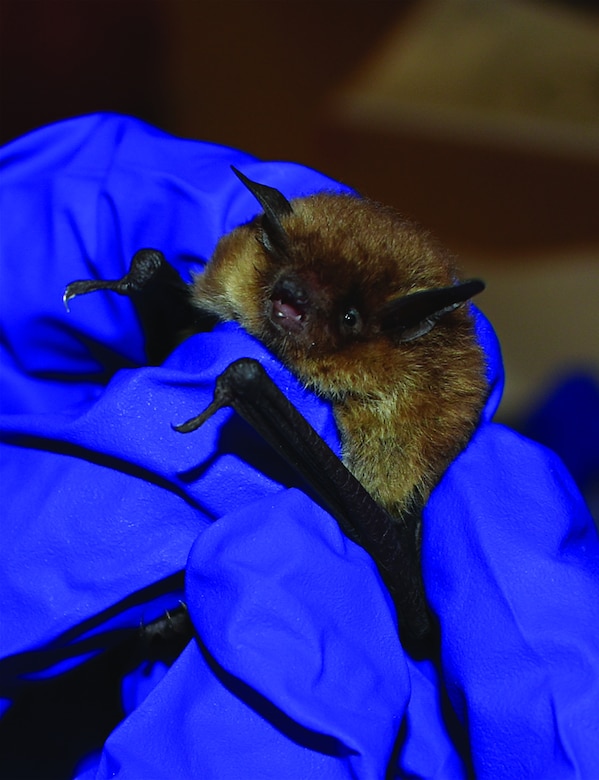 Biologist Rhonda Lucas holds a Yuma myotis (M. yumanensis) bat at Libby Dam, Montana.