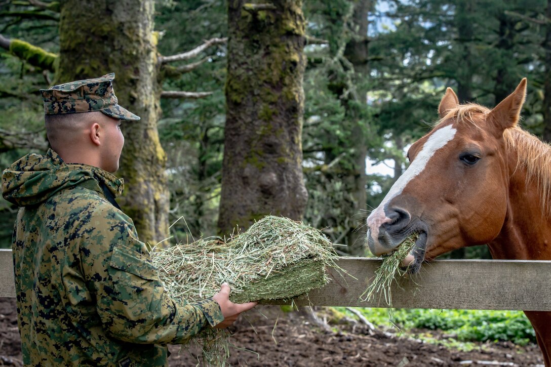 A Marine holds a chuck of hay on one side of a fence as a horse on the other chews some.