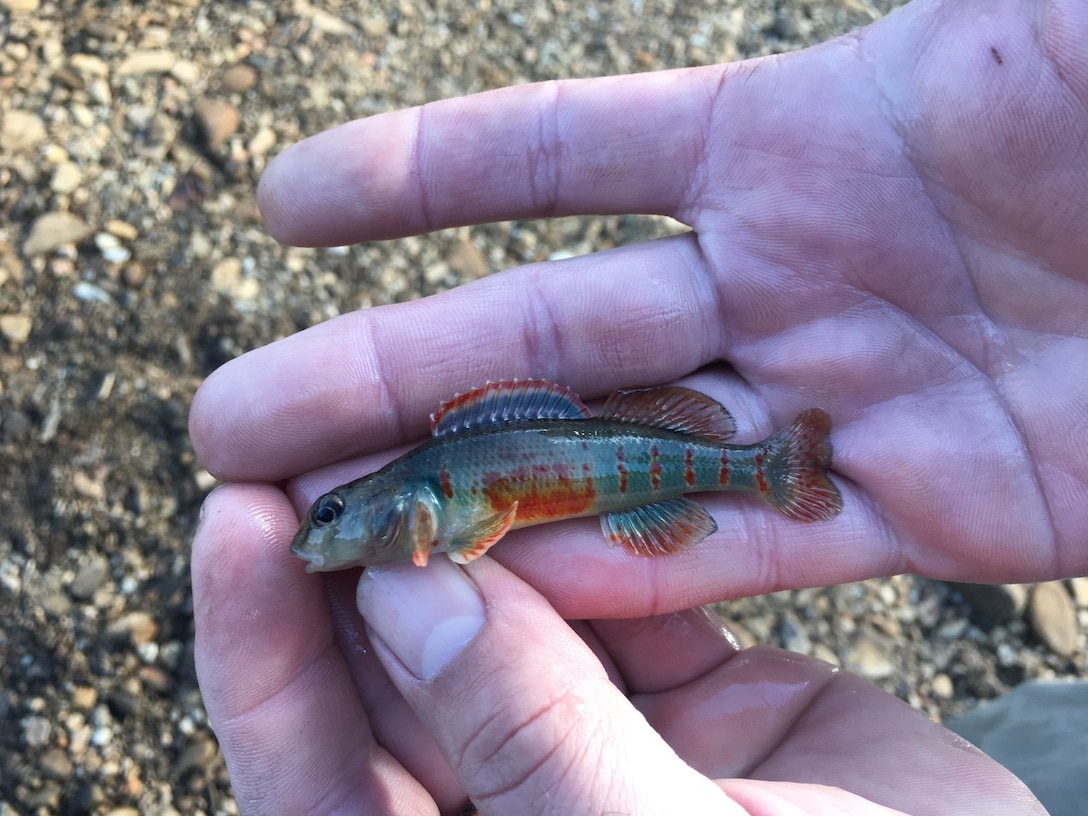 The variegate darter is a small, showy fish common throughout the District.