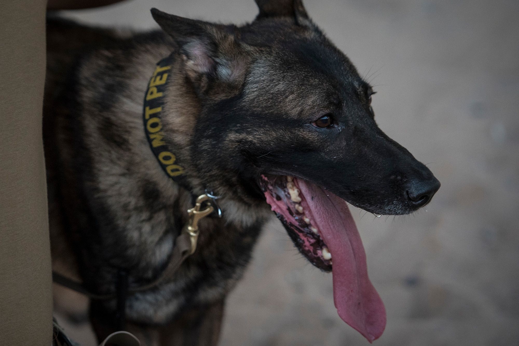 Military working dog works with handler during tactics demonstration.