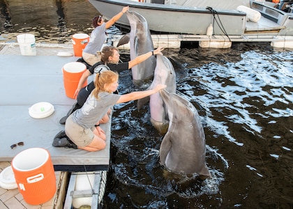 Navy trainers reinforce positive behavior with bottlenose dolphins during a recent visit to Naval Surface Warfare Center Panama City Division.