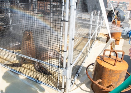 A Navy sea lion in temporary quarters at Naval Surface Warfare Center Panama City Division. Navy personnel ensured the safety, comfort, and care of the sea lions by regulating their body temperatures and monitoring their vitals throughout their stay.