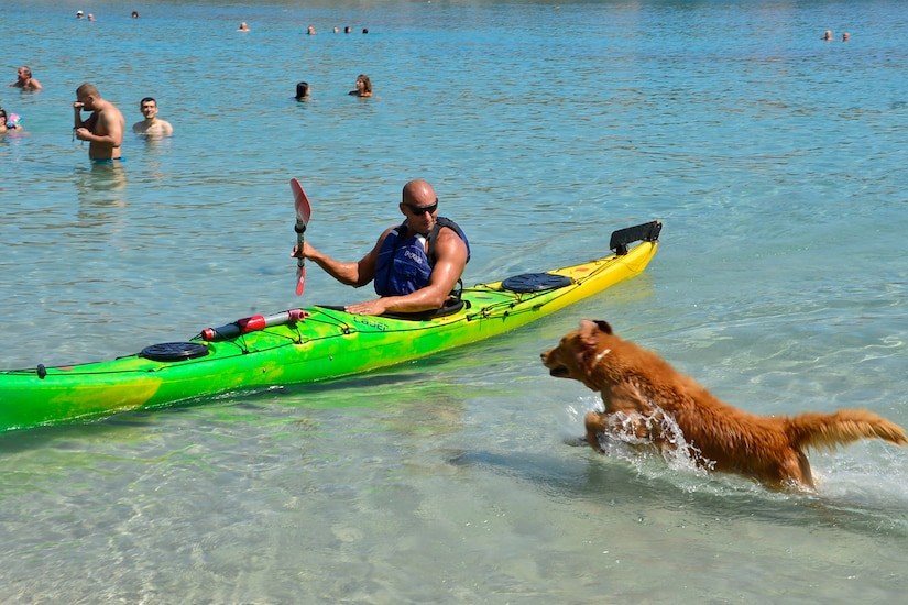 Man in a green kayak is greeted at shore by a brown dog running toward him.