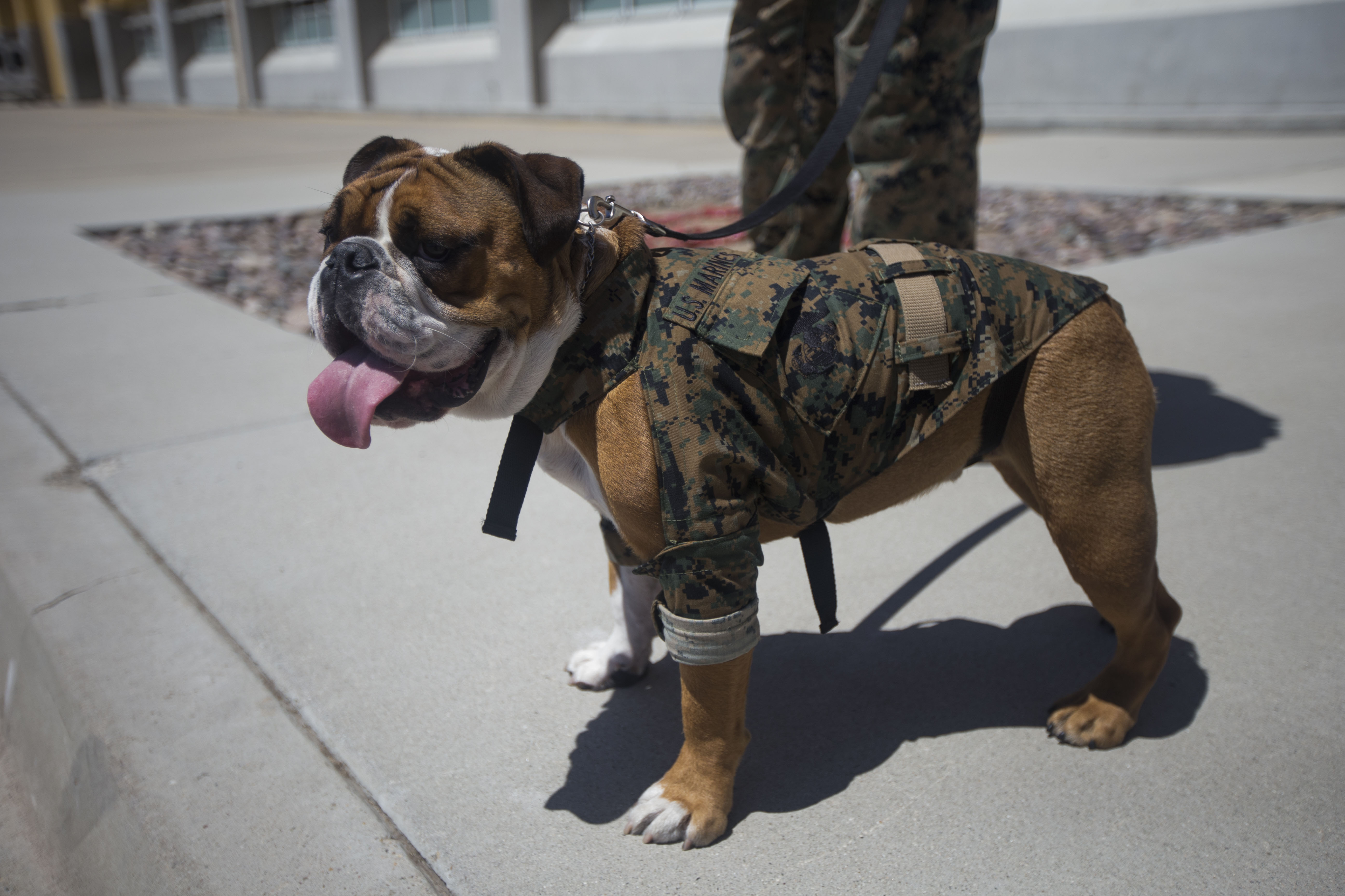 Usmc shop dog clothes