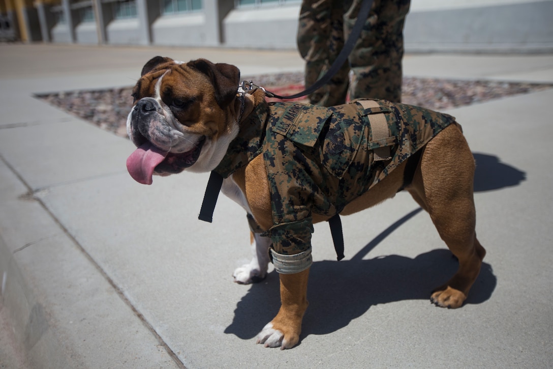 A small dog stands dressed in a military uniform.
