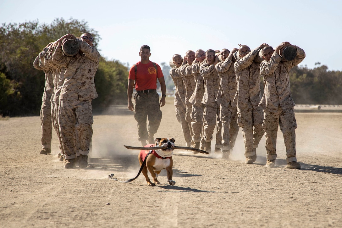 An English bulldog holds a big stick in his mouth while walking in front of two lines of Marines carrying logs on their shoulders.