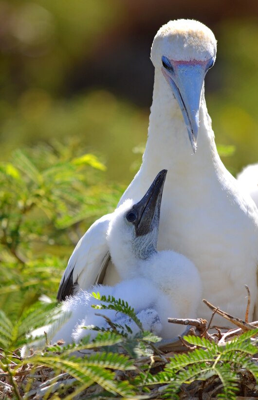 The Kaneohe Bay Range Training Facility is located in the northeastern corner of Marine Corps Base Hawaii in the Ulupa'u Crater.  Nestled downrange just outside of the impact area are approximately 2,500 federally protected tree-dwelling seabirds.
Read more here: https://www.mcbhawaii.marines.mil/News/News-Article-Display/Article/1959422/boobies-bullets/