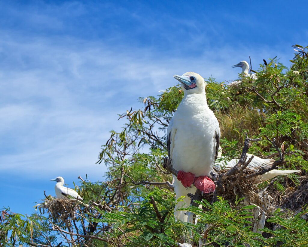 The Kaneohe Bay Range Training Facility is located in the northeastern corner of Marine Corps Base Hawaii in the Ulupa'u Crater.  Nestled downrange just outside of the impact area are approximately 2,500 federally protected tree-dwelling seabirds.
Read more here: https://www.mcbhawaii.marines.mil/News/News-Article-Display/Article/1959422/boobies-bullets/