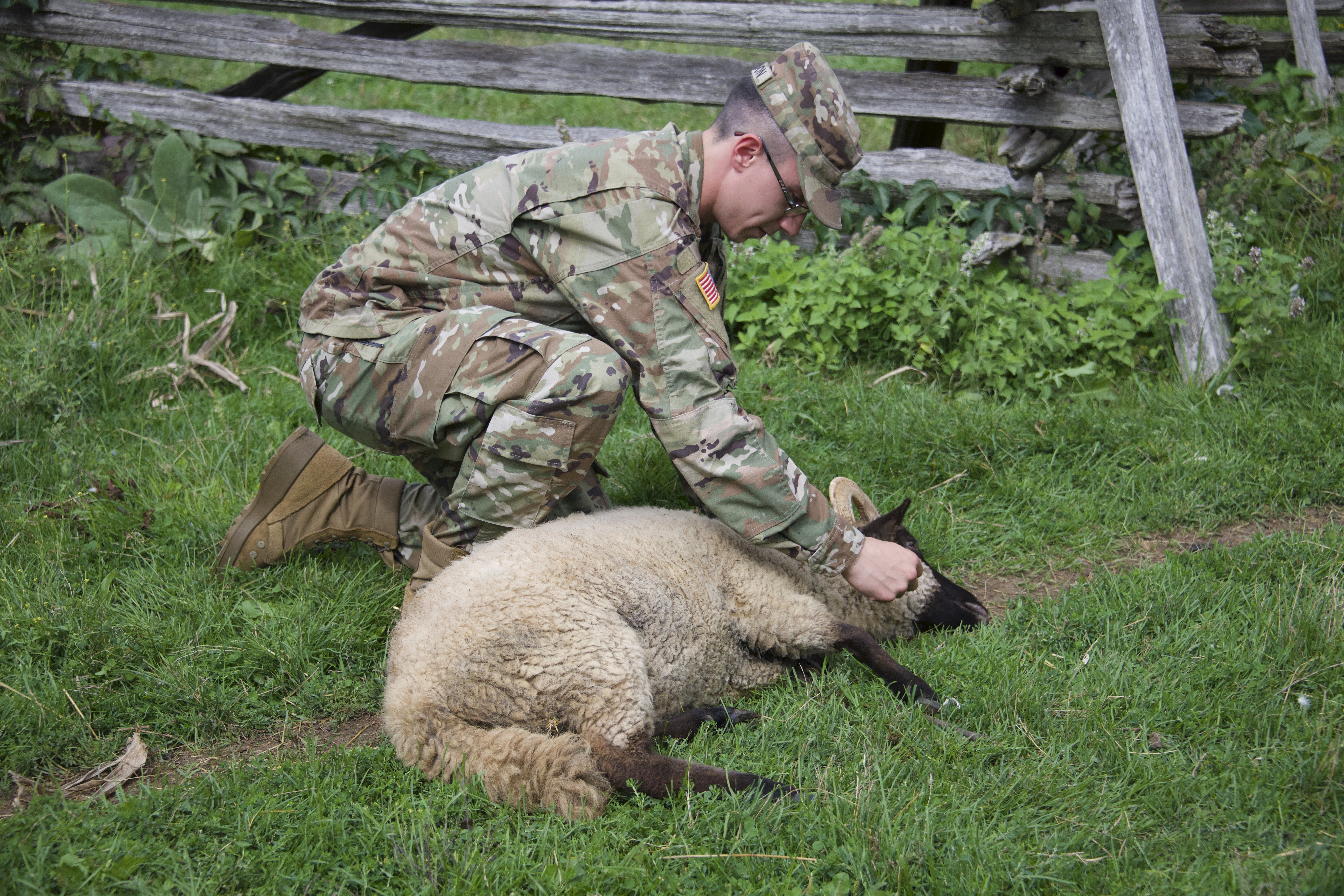 U S Army Reserve Veterinarian Provides Realistic Civil Affairs Training At Genesee Country Village And Museum Delaware National Guard News