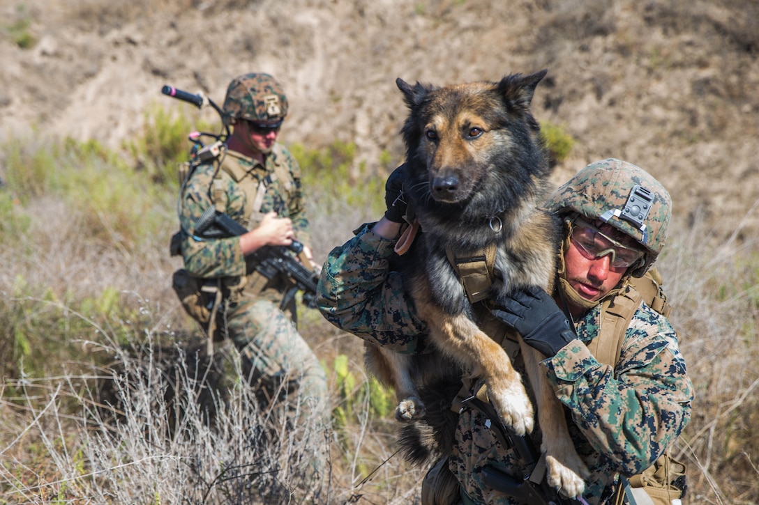 Two Marines walk through brush, one carrying a dog on his shoulder.