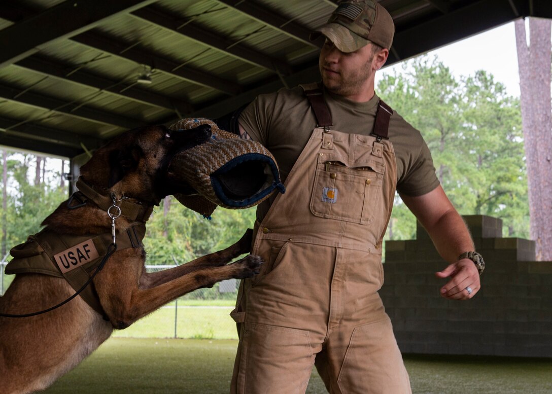 Military working dog (MWD) Ttoby, bites Staff Sgt. Billy Benson, 23d Security Forces Squadron (SFS) MWD handler, during a training demonstration, Aug. 28, 2019, at Moody Air Force Base, Ga. Senior Airman Steven Goff, 23d SFS, MWD dog handler, is currently in the process of completing his validation training with Ttoby.  (U.S. Air Force photo by Airman Azaria E. Foster)