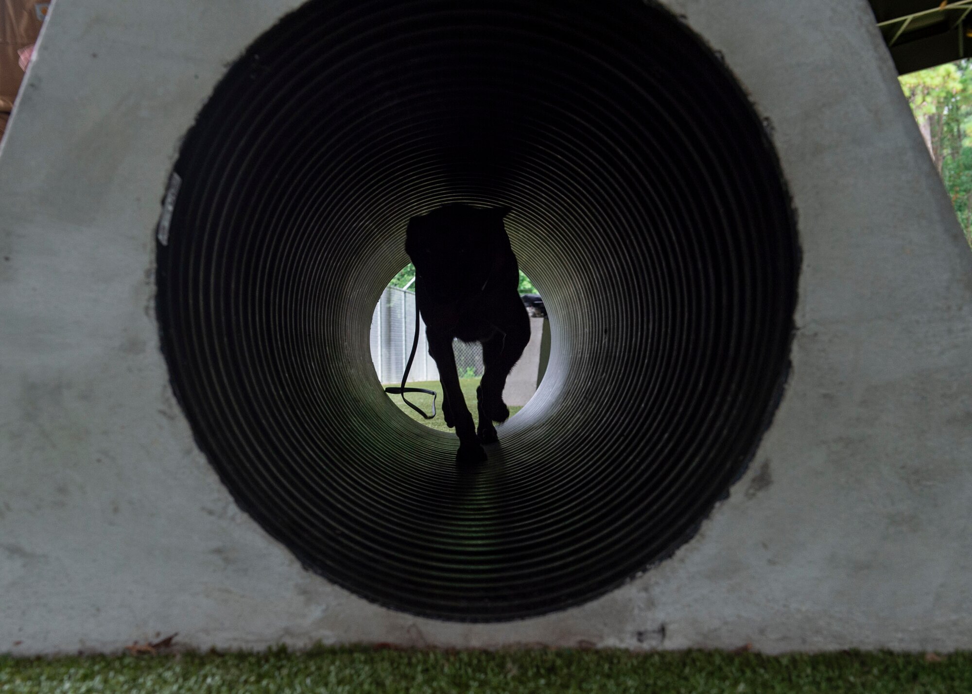 Military working dog (MWD) Ttoby, runs through a tunnel during a training demonstration, Aug. 28, 2019, at Moody Air Force Base, Ga. Senior Airman Steven Goff, 23d Security Forces Squadron, MWD handler, is currently in the process of completing his validation training with Ttoby. (U.S. Air Force photo by Airman Azaria E. Foster)