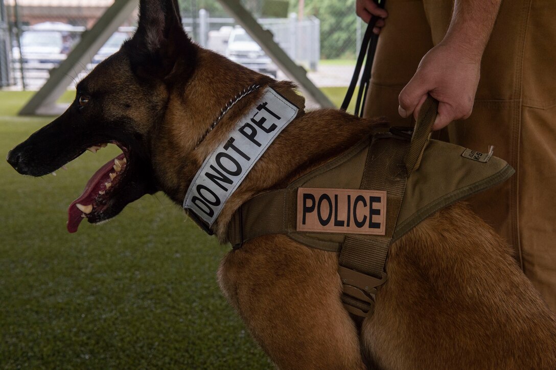 Military working dog (MWD) Ttoby, sits as Senior Airman Steven Goff, 23d Security Forces Squadron MWD handler, holds his harness during a training demonstration, Aug. 28, 2019, at Moody Air Force Base, Ga. Goff recently became a part of the K-9 unit and is currently in the process of completing his validation training. (U.S. Air Force photo by Airman Azaria E. Foster)