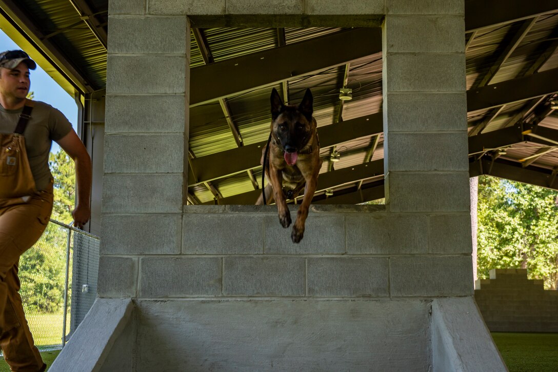 Military working dog (MWD) Ttoby, jumps through an obstacle during a training demonstration, Aug. 29, 2019, at Moody Air Force Base, Ga. Senior Airman Steven Goff, 23d Security Forces Squadron MWD handler, is currently in the process of completing his validation training with Ttoby. (U.S. Air Force photo by Airman Elijah M.Dority)