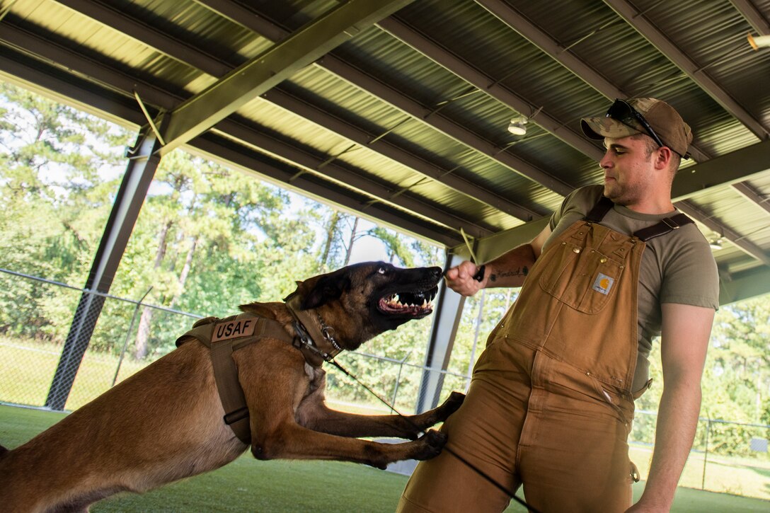Senior Airman Steven Goff, 23d Security Forces Squadron military working dog (MWD) handler, pulls a dog toy away from MWD Ttoby, after a training demonstration, Aug. 29, 2019, at Moody Air Force Base, Ga. Goff recently became a part of the K-9 unit and is currently in the process of completing his validation training. (U.S. Air Force photo by Airman Elijah M. Dority)