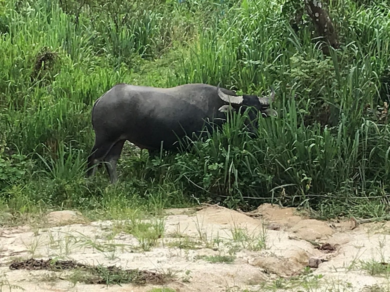 Not all of the local fauna are happy about the Thai military expanding.