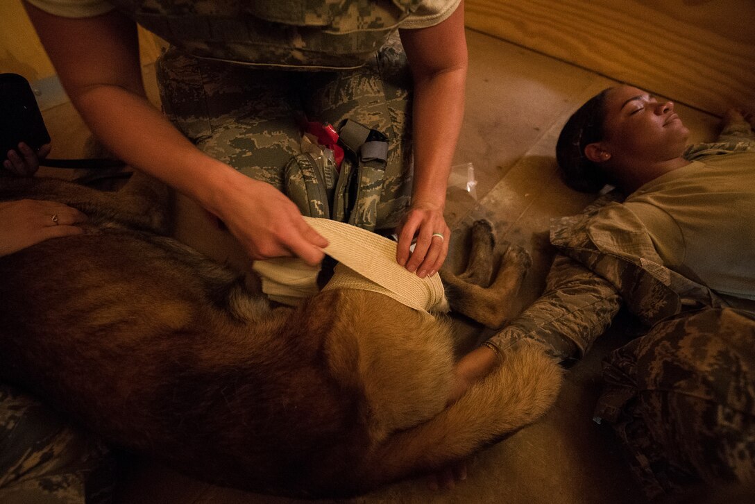 A medical technician bandages a Military Working Dog after a simulated attack at the Cannon Air Force Base Medic Rodeo, Melrose Air Force Range, N.M., Sept. 18, 2019. The Medic Rodeo is designed to test the skills of Air Force medical technicians in both deployed and home installation environments. (U.S. Air Force photo by Senior Airman Vernon R. Walter III)
