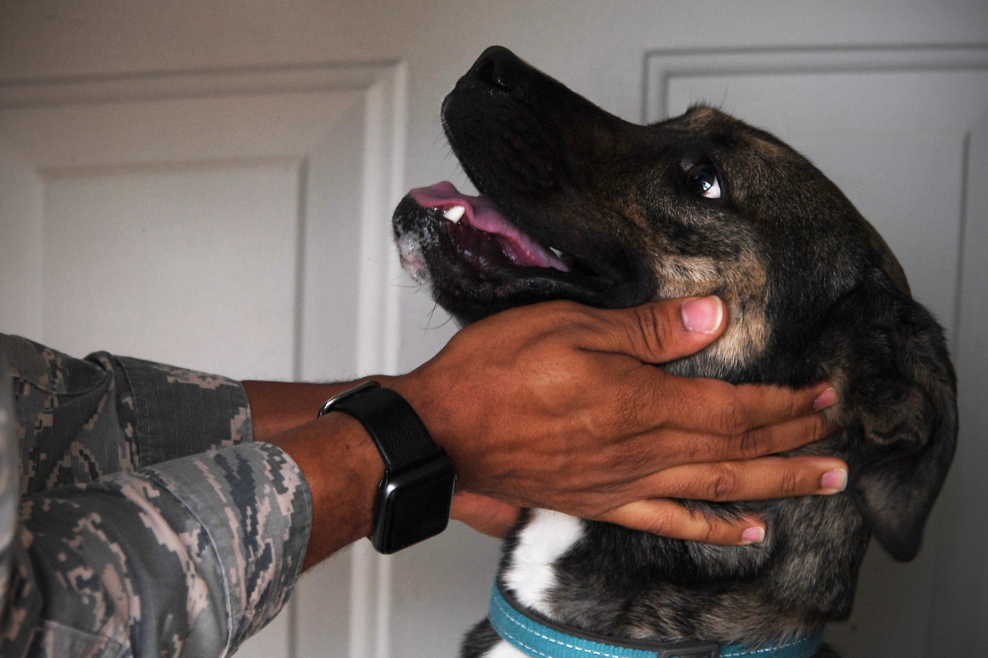 Memphis, a 2-year-old Australian Cattle Dog mix, is greeted by his owner, Senior Airman Elijaih Tiggs, 319th Reconnaissance Wing photojournalist journeyman, Sept. 18, 2019, on Grand Forks Air Force Base, North Dakota. Spending time with Memphis is how Tiggs says he decompresses from work: “His energy and personality just make me happy.” (U.S. Air Force photo by Senior Airman Elora J. Martinez)