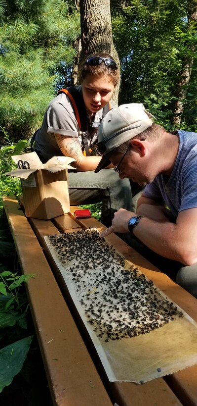 A Park Ranger and a volunteer examine Spotted Latternfly nymph stage insects as part of Environmental Stewardship activities at Blue Marsh Lake.