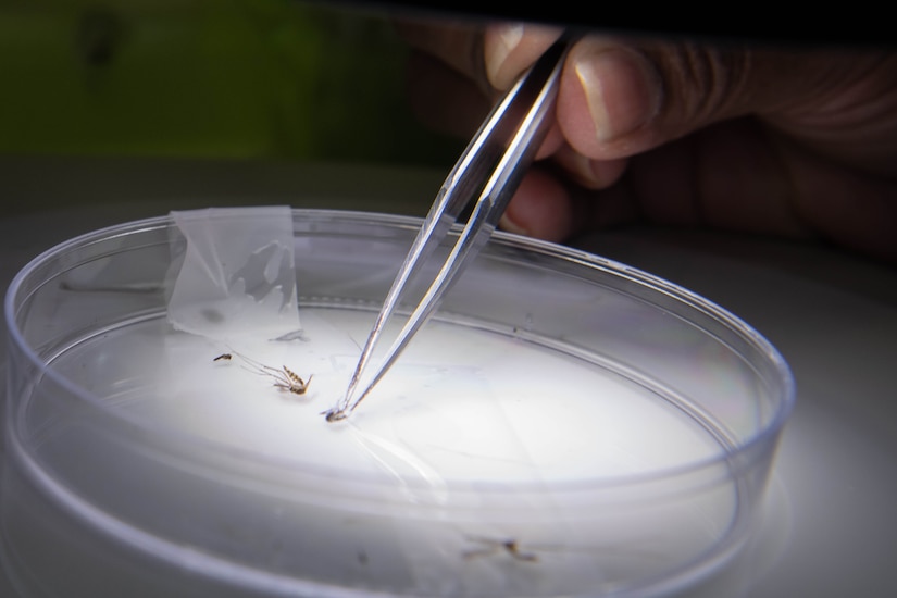 A hand uses tweezers to manipulate the contents of a petri dish.