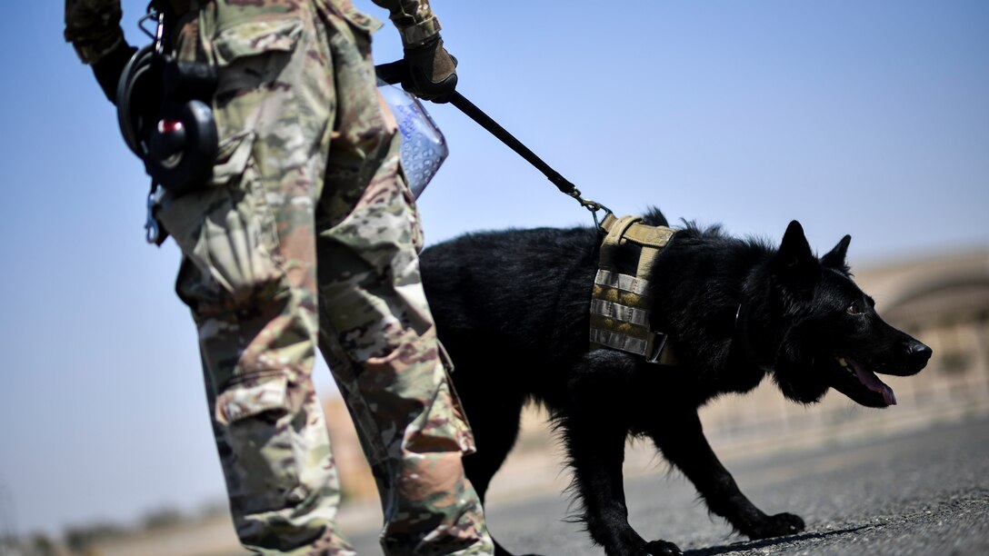 U.S. Army Spc. Manuel Paulino, Area Support Group Kuwait – Directorate of Emergency Services – K-9 Unit military working dog handler, and MWD Jerry, wait to board a UH-60 Black Hawk helicopter during medical evacuation training at Ali Al Salem Air Base, Kuwait, Sept. 13, 2019. Phase three of the exercise involved military working teams boarding the aircraft and going for a familiarization ride around the base to acclimate MWDs to changes in altitude and speed. (U.S. Air Force photo by Staff Sgt. Mozer O. Da Cunha)