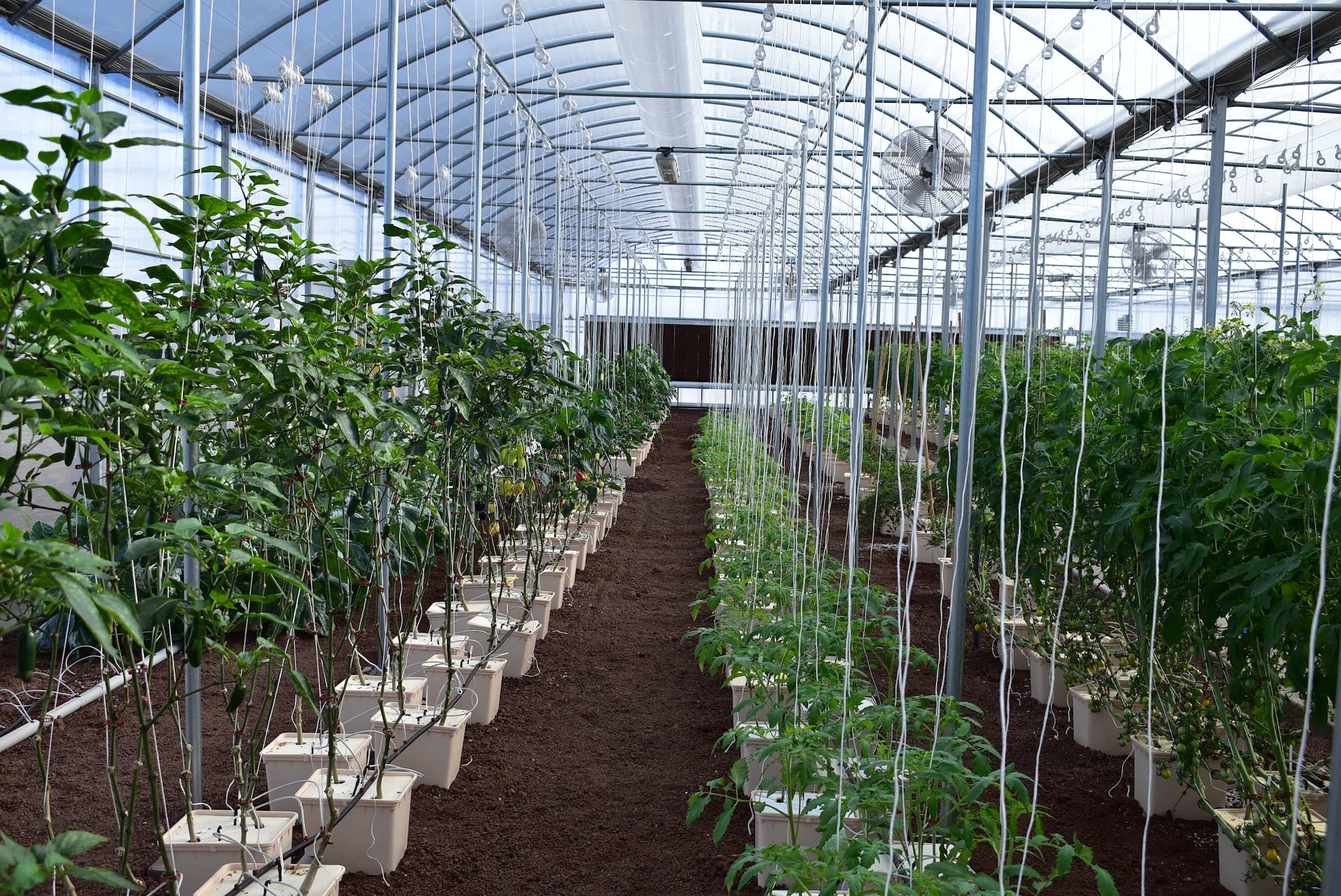 The 45th Space Wing's Ascension Island Auxiliary Airfield looks quite similar to Mars, per5 it's physical characteristics. Food must be flown in because the topography of the island isn't able to grow food organically. However, a team from the 45th Mission Support Group's Detachment 2 has revamped the hydroponics lab so that fresh vegetables can be grown and consumed by the 700 inhabitants of the volcanic island. (U.S. Air Force photo by Cathy Little)