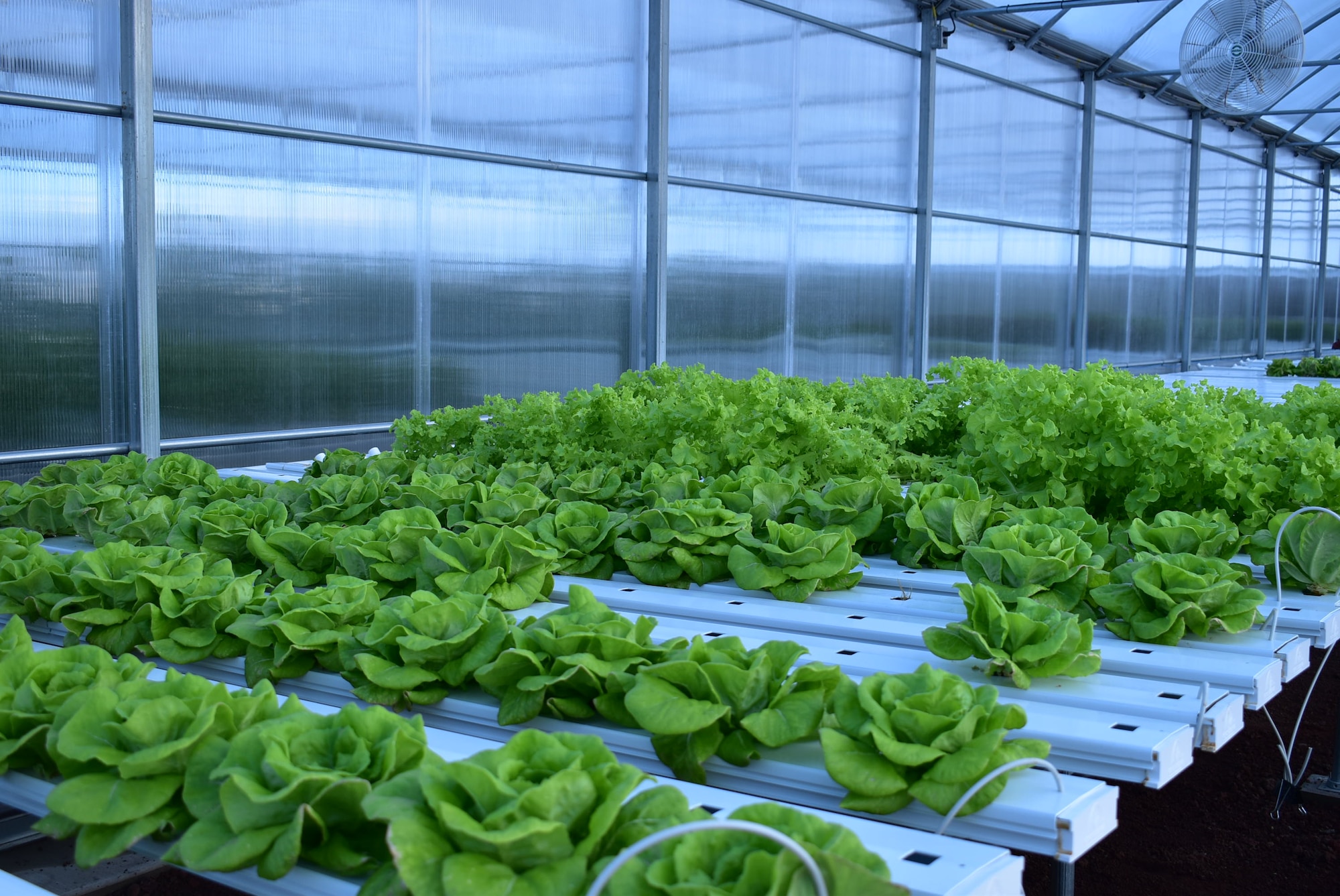 The 45th Space Wing's Ascension Island Auxiliary Airfield looks quite similar to Mars, per5 it's physical characteristics. Food must be flown in because the topography of the island isn't able to grow food organically. However, a team from the 45th Mission Support Group's Detachment 2 has revamped the hydroponics lab so that fresh vegetables can be grown and consumed by the 700 inhabitants of the volcanic island. (U.S. Air Force photo by Cathy Little)