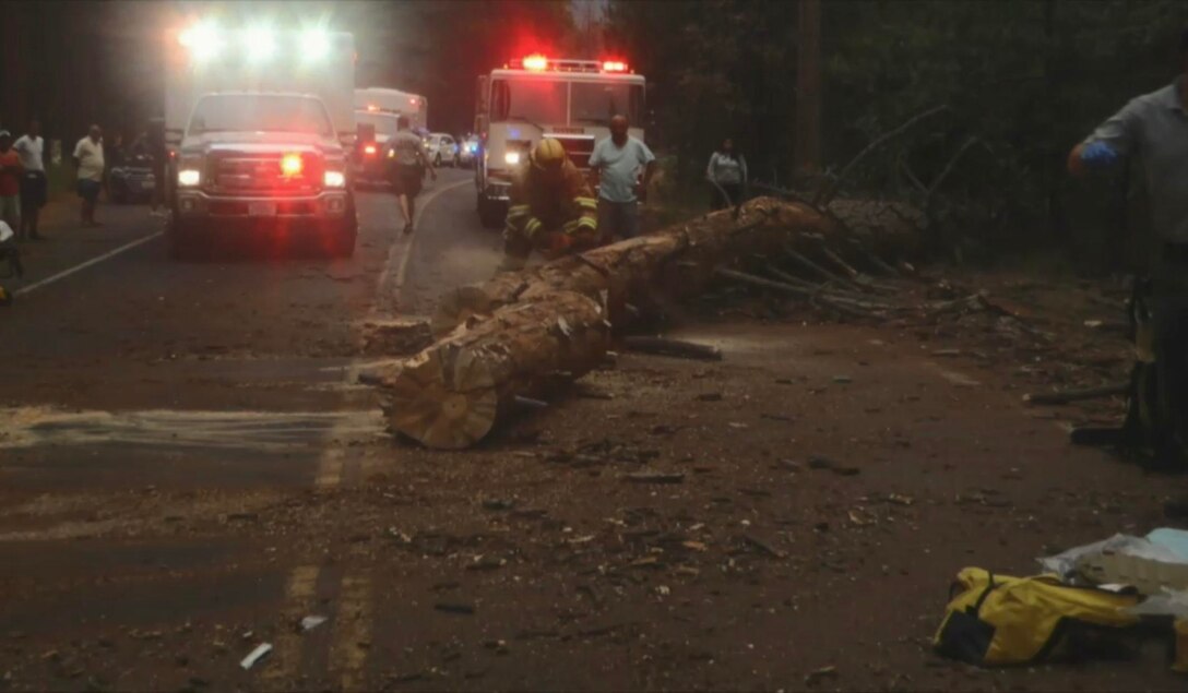 The tree involved in the accident. Measured to be 110 feet high with a circumference of 33 inches. (Courtesy photo)