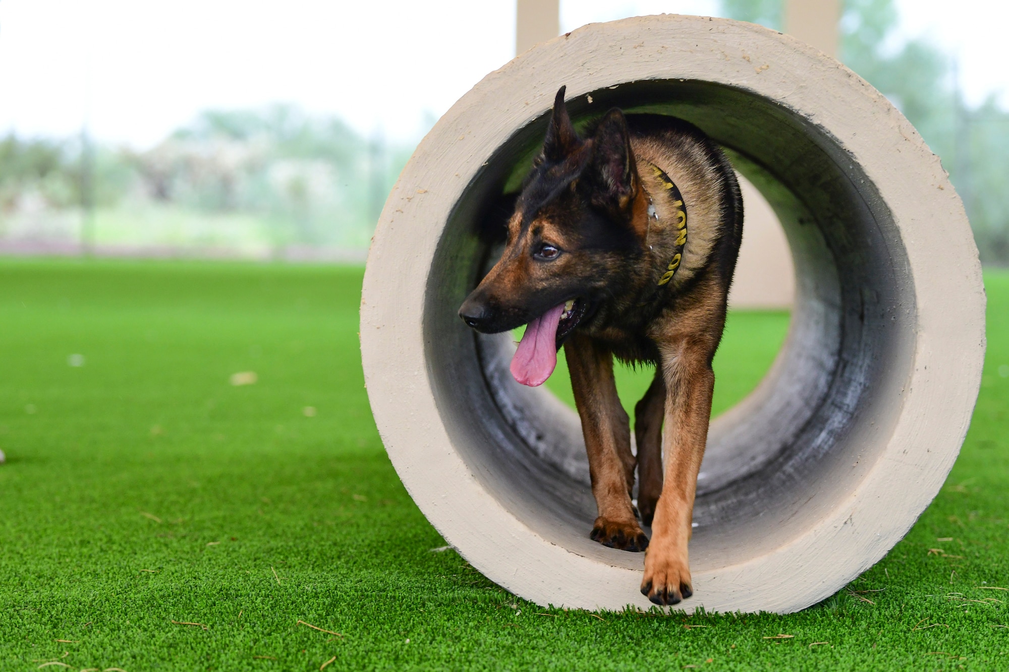 Caro, 355th Security Forces Squadron military working dog, partakes in obedience training at Davis-Monthan Air Force Base, Arizona, Sept. 23, 2019. Through obedience training, an MWD is taught to respond consistently each time its handler gives a command. (U.S. Air Force photo by Airman 1st Class Kristine Legate)