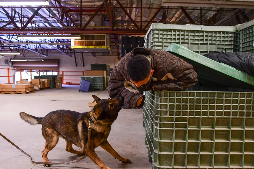 Airman 1st Class Daniel Martinez, 355th Security Forces military working dog handler, simulates being a suspect in hiding during a training scenario at Davis-Monthan Air Force Base, Arizona, Sept. 24, 2019. MWDs are trained to bite and hold until its handler can take control of a situation. (U.S. Air Force photo by Airman 1st Class Kristine Legate)