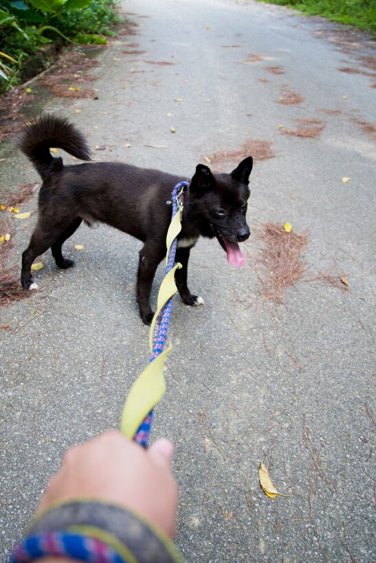 A dog enjoys a walk during a Single Marine Program volunteer event Sept. 14 at the Cherubims Animal Garden.