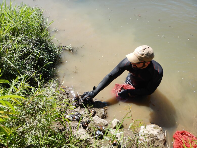 Memphis District Biologist Mike Thron conducting a mussel survey.