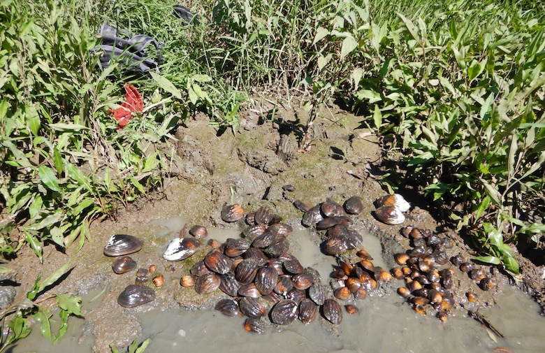 Biologists check for endangered mussels