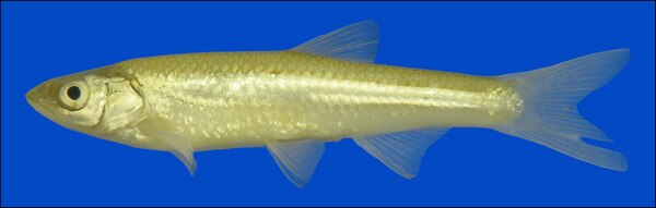 Sharpnose shiner (Notropis oxyrhynchus)