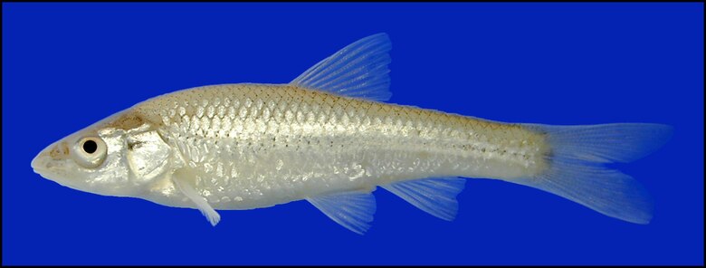 Smalleye shiner (Notropis buccula)