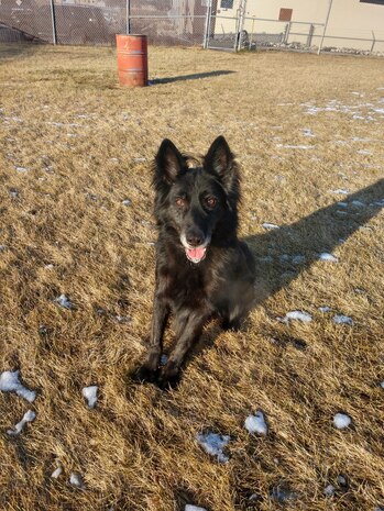 MWD Bak, an all-black German shepherd who worked at Hill for 8.5 years as an explosives detection canine, died April 2 from canine hemangiosarcoma, a form of malignant cancer.