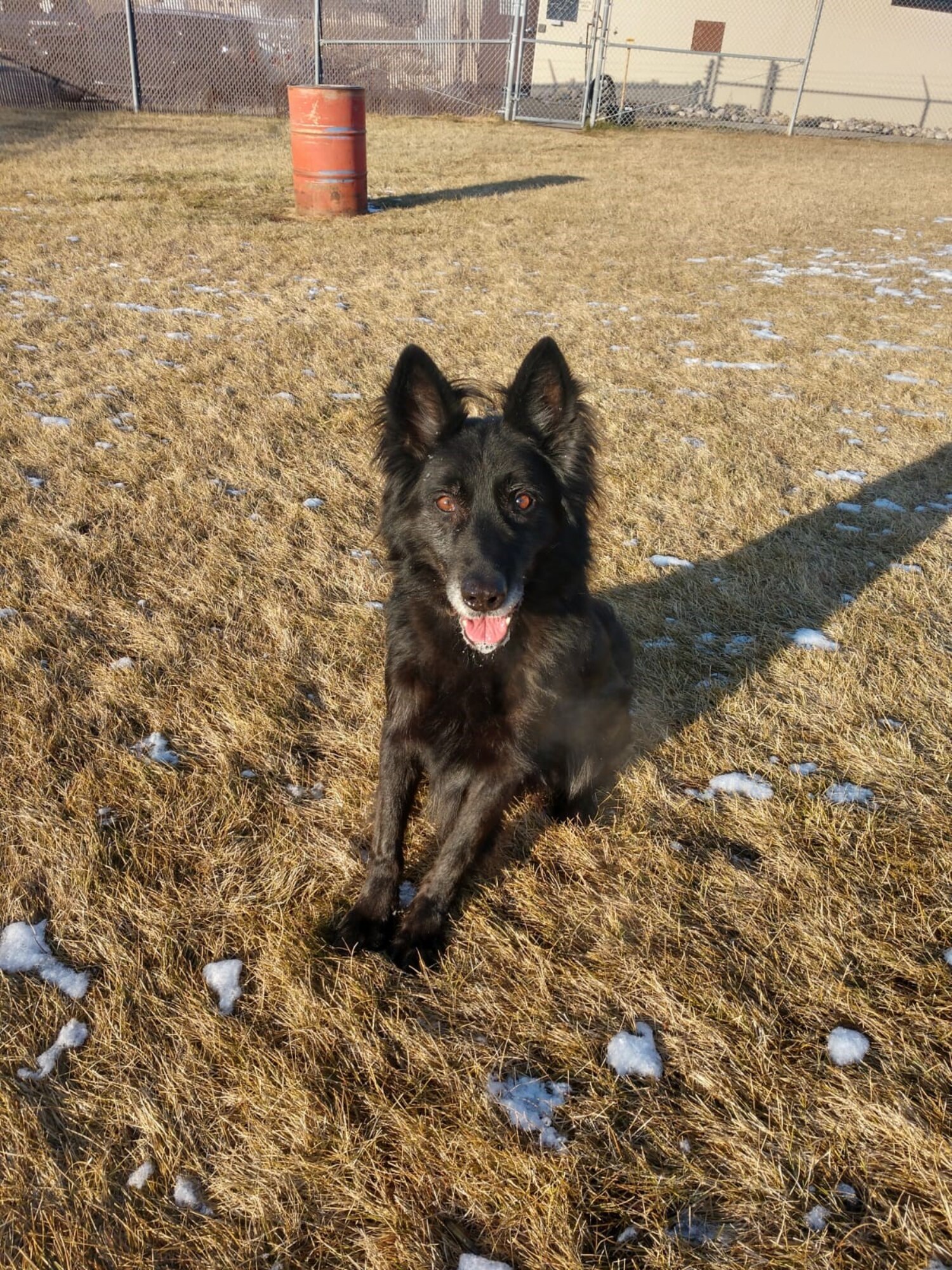MWD Bak, an all-black German shepherd who worked at Hill for 8.5 years as an explosives detection canine, died April 2 from canine hemangiosarcoma, a form of malignant cancer.
