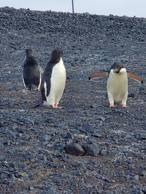 Penguins near the McMurdo Station where Maj. Esther Lee, a chaplain, worked and lived for two months, supporting the National Science Foundations efforts, Antarctica