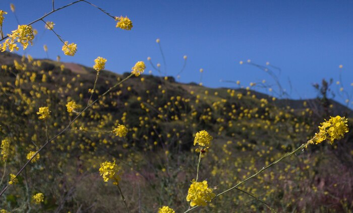 Camp Pendleton’s terrain is covered in yellow after heavy precipitation across California triggered a wildflower “superbloom”.