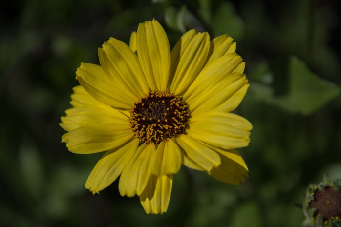 Camp Pendleton’s terrain is covered in yellow after heavy precipitation across California triggered a wildflower “superbloom”.