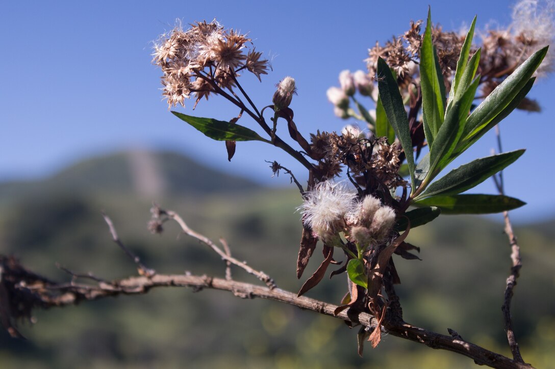 Camp Pendleton’s terrain is covered in yellow after heavy precipitation across California triggered a wildflower “superbloom”.  (US Marine Corps Photo by Lance Cpl. Desiree D King)