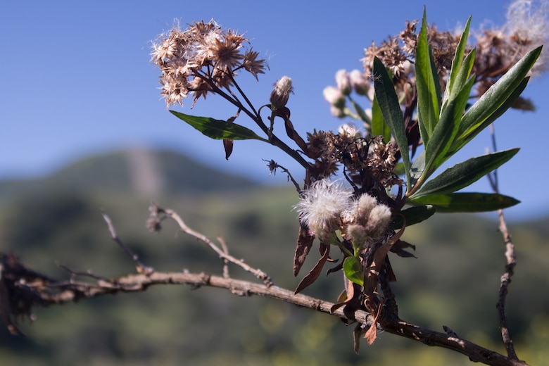 Camp Pendleton’s Environmental Security Department offers virtual Earth Day alternatives