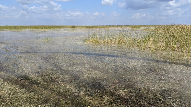 Submerged Aquatic Vegetation regenerates at Cochrans Pass on Lake Okeechobee