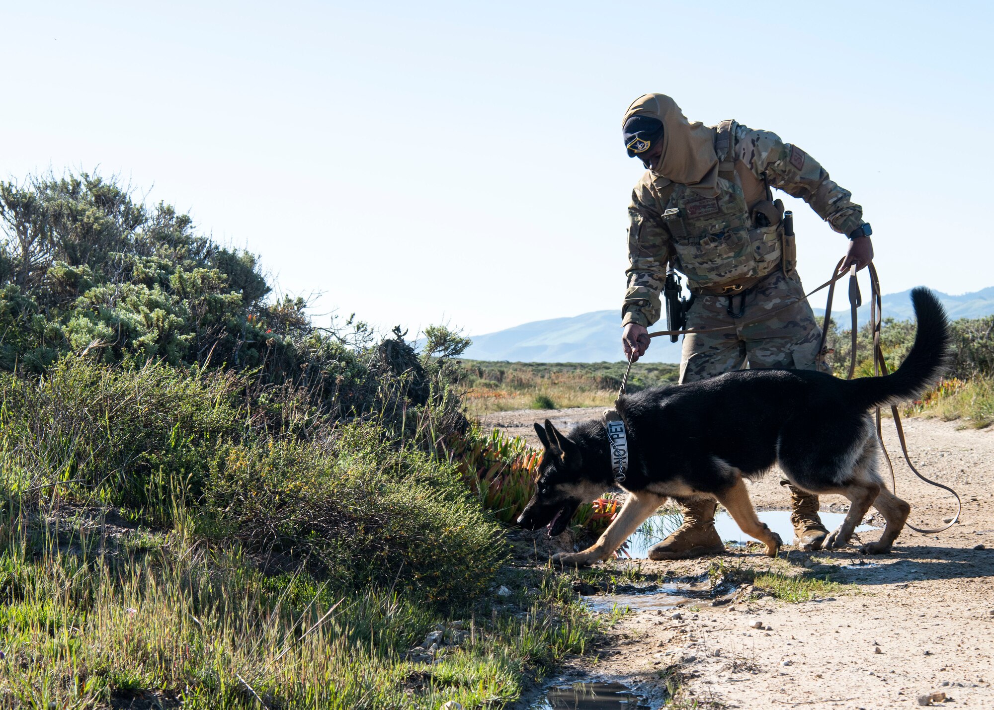 Senior Airman Ricky Wilson, 30th Security Forces Squadron military working dog handler, leads Hugo, 30th SFS military working dog, down a trail during a roadway detection training April 15, 2020, at Vandenberg Air Force Base, Calif. During the training, military working dogs and their handlers were faced with a simulated roadway situation, where six training explosive devices were buried for teams to find. Teams were evaluated on their ability to efficiently detect the roadside explosives. (U.S. Air Force photo by Senior Airman Aubree Owens)