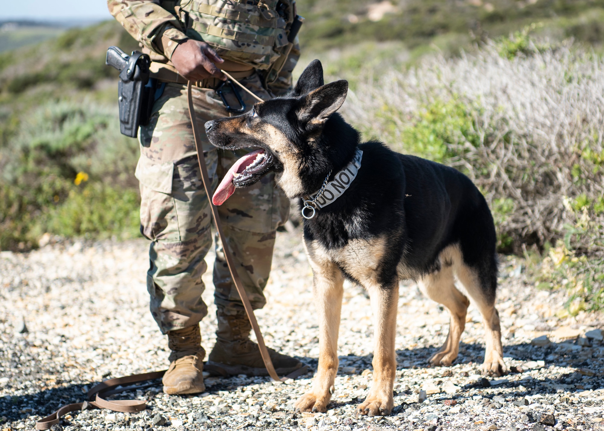 Hugo, 30th Security Force Squadron military working dog, assigned to Senior Airman Ricky Wilson, 30th SFS military working dog handler, waits for the next task after successfully detecting an explosive ordnance during a roadway detection training April 15, 2020 at Vandenberg Air Force Base, Calif. Military working dogs and their handlers were faced with a simulated roadway problem where six explosives were buried for the dog and handler teams to find. Teams were evaluated on their ability to efficiently detect roadside explosives. (U.S. Air Force photo by Senior Airman Aubree Owens)